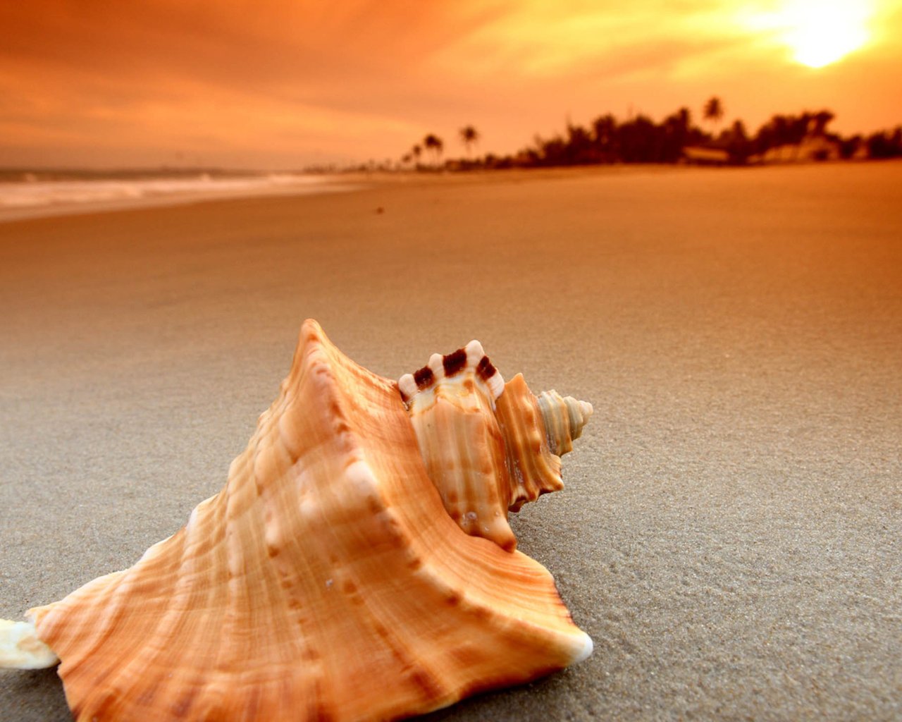 小清新 静物写真 海螺  1月24日 