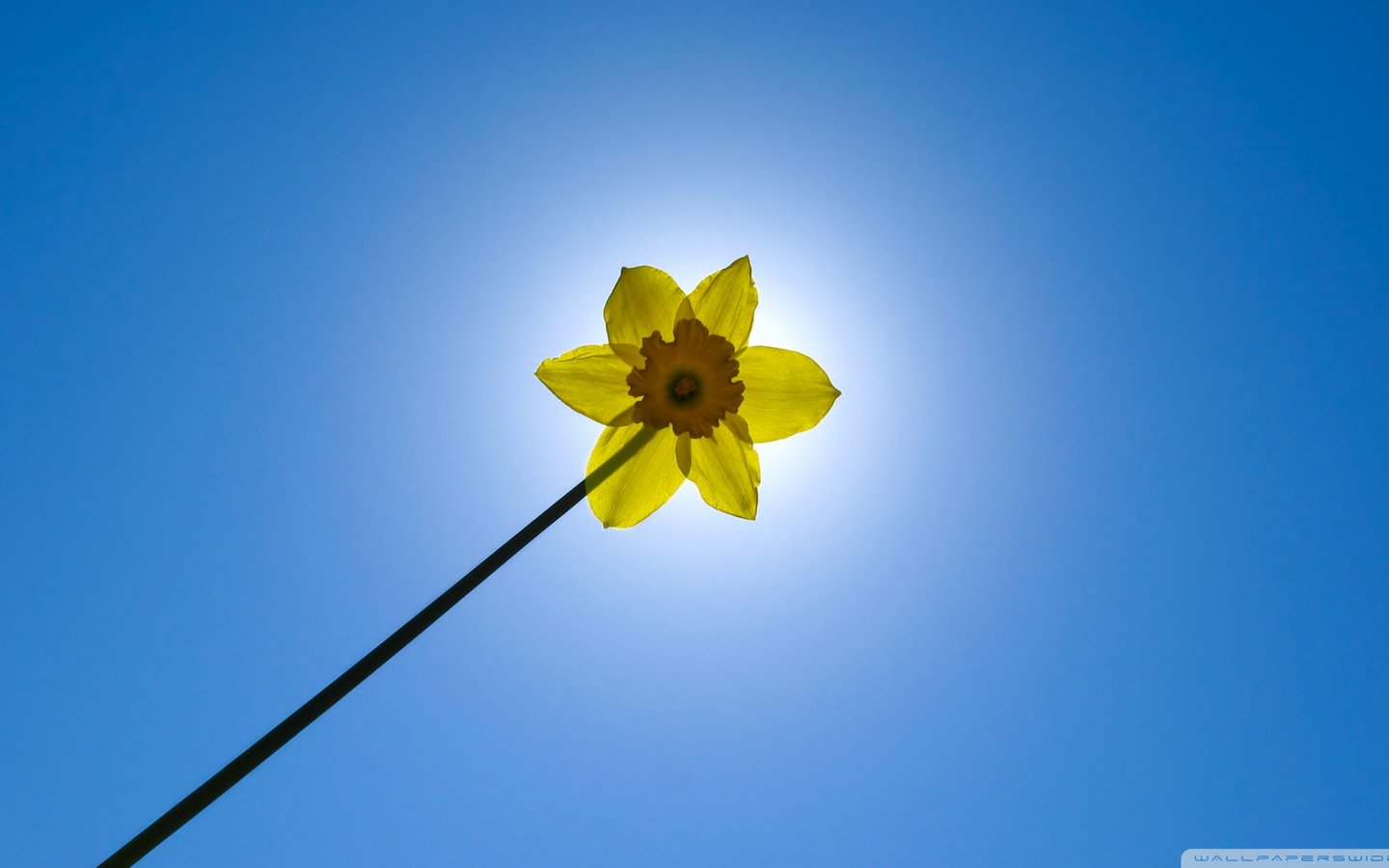 春意<em>盎然</em>图片_喝小酒的网摘