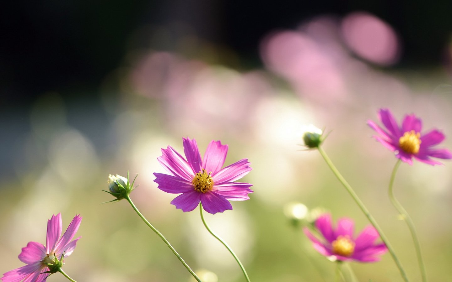 春意<em>盎然</em>图片_喝小酒的网摘