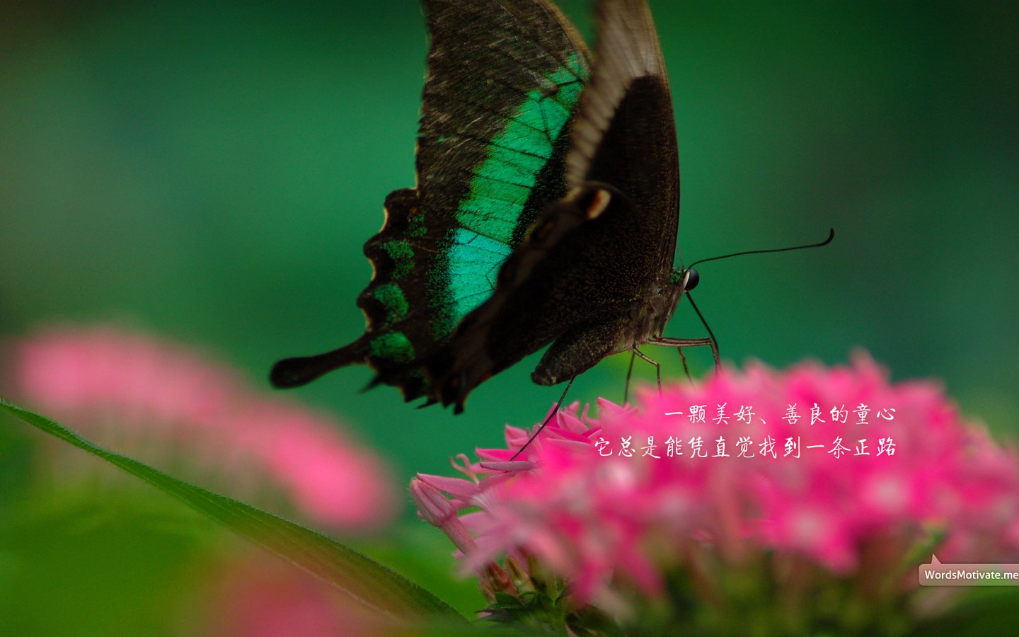  小清新 鸟语花香 花卉 蝴蝶 一月五日