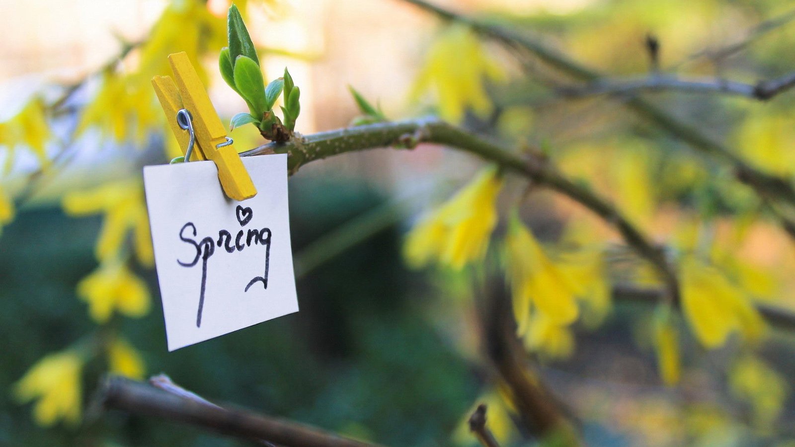 前端图片延迟加载效果,全网最牛哔的图片懒加载