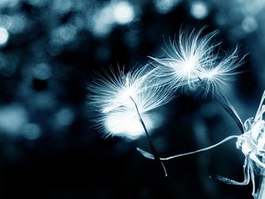 小清新 静物写真 植物 花卉