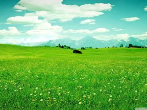 安卓风景 碧绿草原手机壁纸