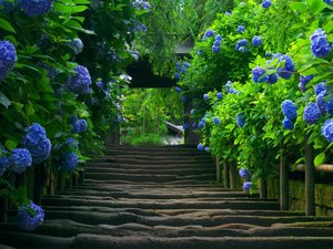 风景 花朵 小路