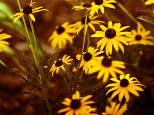 安卓花朵 菊花手机壁纸