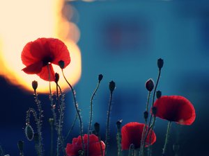 安卓花朵 摄影 微距 手机壁纸