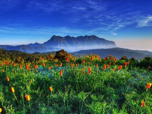 安卓风景 旅游 泰国手机壁纸