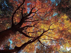 安卓风景 秋天 落叶手机壁纸