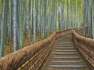 开阔 风景 阳光 大气 旅游 风光 竹林 竹子 竹