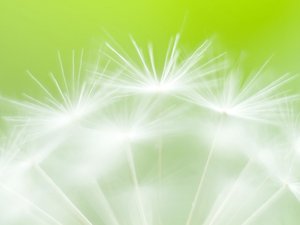 安卓小清新 清新淡雅 蒲公英手机壁纸