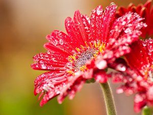 小清新 娇艳欲滴 花卉