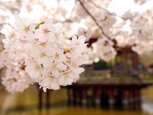 植物 花朵 樱花