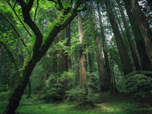 安卓风景 自然 树林手机壁纸