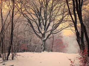 安卓风景 雪景 树林手机壁纸