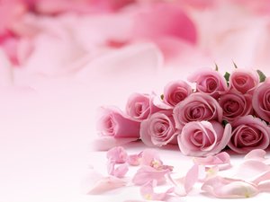 安卓爱情美图 唯美温馨 玫瑰 浪漫手机壁纸