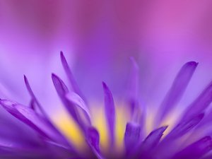 安卓植物 花朵 菊花手机壁纸