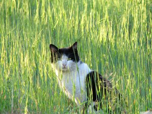 萌宠 猫 喵星人 可爱 卖萌图 古灵精怪