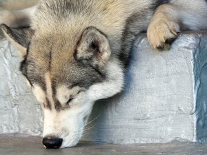 安卓萌宠 汪星人 瞌睡手机壁纸