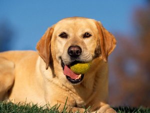 宠物 狗 汪星人 拉不拉多犬