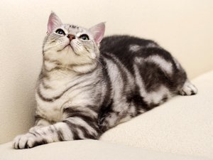 宠物 猫 喵星人 美国短毛猫