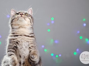 安卓宠物 猫 喵星人手机壁纸