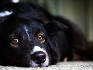 宠物 狗 汪星人 边境牧羊犬 边牧