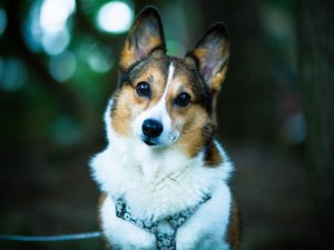 安卓宠物 狗 汪星人 柯基犬手机壁纸