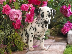 安卓宠物 狗 汪星人 斑点犬手机壁纸