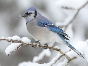 安卓野生动物 冠蓝鸦 鸟手机壁纸