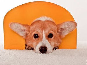 安卓宠物 狗 汪星人 柯基犬手机壁纸