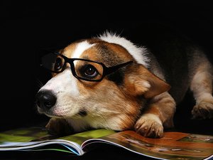 安卓宠物 狗 汪星人 柯基犬手机壁纸