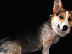 安卓宠物 狗 汪星人 柯基犬手机壁纸
