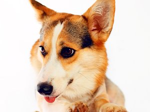 安卓宠物 狗 汪星人 柯基犬手机壁纸
