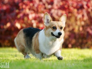 安卓宠物 狗 汪星人 柯基犬手机壁纸
