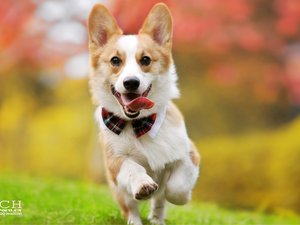 安卓宠物 狗 汪星人 柯基犬手机壁纸