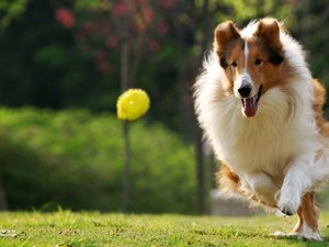 宠物 狗 汪星人 苏格兰牧羊犬 苏牧