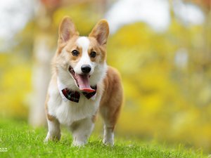 宠物 狗 汪星人 柯基犬