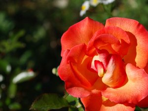 小清新 静物写真 静物 花卉