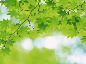 安卓小清新 护眼壁纸 绿色 叶 植物手机壁纸