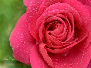 安卓春暖花开 春天 花 植物 宽屏手机壁纸