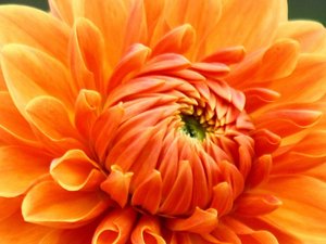 安卓小清新 静物写真 菊花 植物手机壁纸