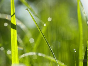 小清新 植物 清爽 儿童桌面专用 护眼壁纸