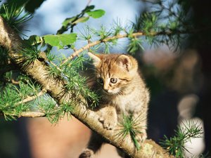 萌宠 动物 可爱 萌物 宠物 喵星人 猫 可怜巴巴 卖萌图 儿童桌面专用