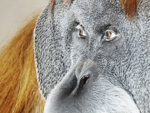 安卓动物 生物手机壁纸