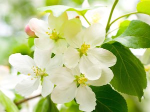 安卓小清新 绿叶 小花手机壁纸