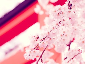 安卓小清新 植小清新 鸟语花香 花卉手机壁纸