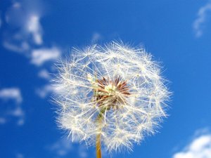 安卓小清新 清新淡雅 蒲公英手机壁纸