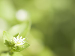 小清新 植物 花卉 护眼壁纸