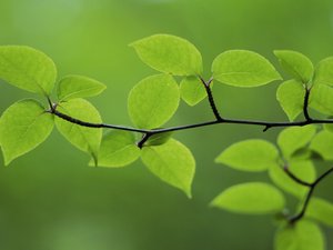安卓小清新 护眼壁纸 绿色 叶 植物手机壁纸