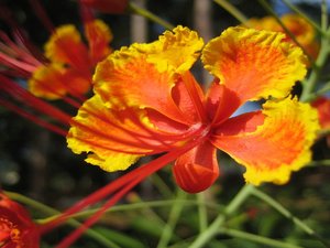 小清新 静物写真 花卉